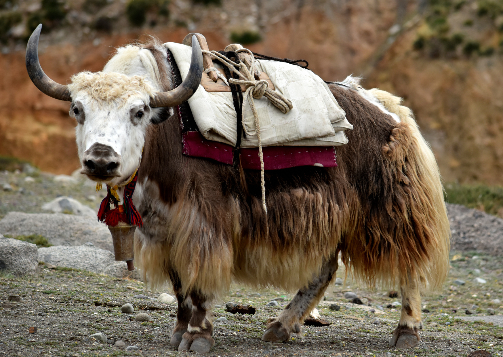 yak safari